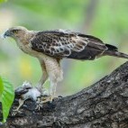 Changeable hawk eagle in India.