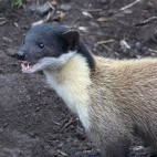 Yellow throated-marten in India.