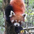 Red panda in Singlilia National Park on the India/Nepal border.