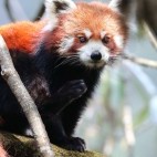 Red panda in Singlilia National Park on the India/Nepal border.