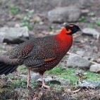 Satyr tragopan in India.