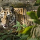 Tiger in Panna National Park, India.