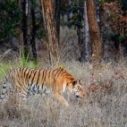 Tiger in Panna National Park, India.