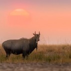 Nilgai at sunset in India