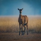 Nilgai calf in India