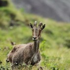 Nilgiri tahr in India