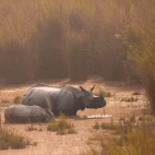 One-horned rhino in Dudhwa National Park, India.