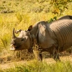 One-horned rhino in Dudhwa National Park, India