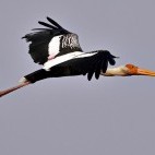 Painted stork in India