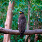 Crested serpent eagle in Panna National Park, India
