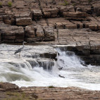 Grey heron in Panna National Park, India