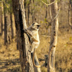 Grey langur in Panna National Park, India