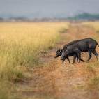 Indian boar in Panna National Park, India