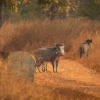 Indian boar in Panna National Park, India