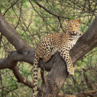 Leopard in Panna National Park, India