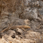 Monitor lizard in Panna National Park, India
