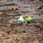 Rose-ringed parakeet in Panna National Park, India