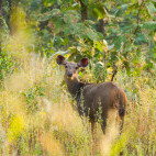 Sambar deer in Panna National Park, India