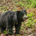 Sloth bear in Panna National Park, India