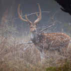 Spotted deer in Panna National Park, India