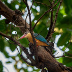Stork-billed kingfisher in Panna National Park, India