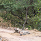 Striped hyena in Panna National Park, India