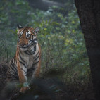 Tiger in Panna National Park, India