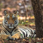 Tiger in Panna National Park, India