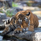 Tiger in Panna National Park, India