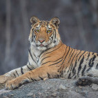 Tiger in Panna National Park, India