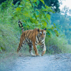 Tiger in Panna National Park, India