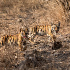 Tiger in Panna National Park, India