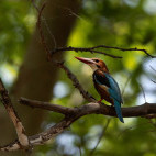 White-breasted kingfisher in Panna National Park, India