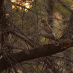 White-eyed buzzard in Panna National Park, India