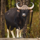 Gaur in Pench National Park, India