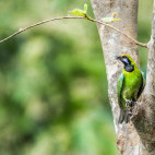 Golden-fronted leafbird in India