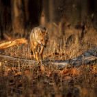 Golden jackal in Pench National Park, India