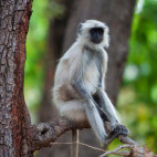 Grey langur in Pench National Park, India