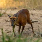 Indian barking deer in Pench National Park, India