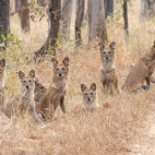 Dhole pack in Pench National Park, India