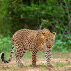 Leopard in Pench National Park, India