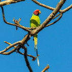 Plum-headed parakeet in Pench National Park, India