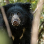 Sloth bear in India
