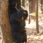 Sloth bear in Pench National Park, India
