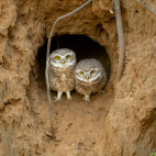 Spotted owlet in Pench National Park, India