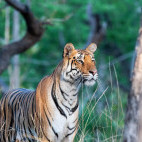 Tiger in Pench National Park, India