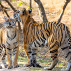 Tiger pair in Pench National Park, India