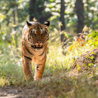Tiger in Pench National Park, India