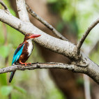White-throated kingfisher in Pench National Park, India