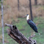 Woolly-necked stork in Pench National Park, India
